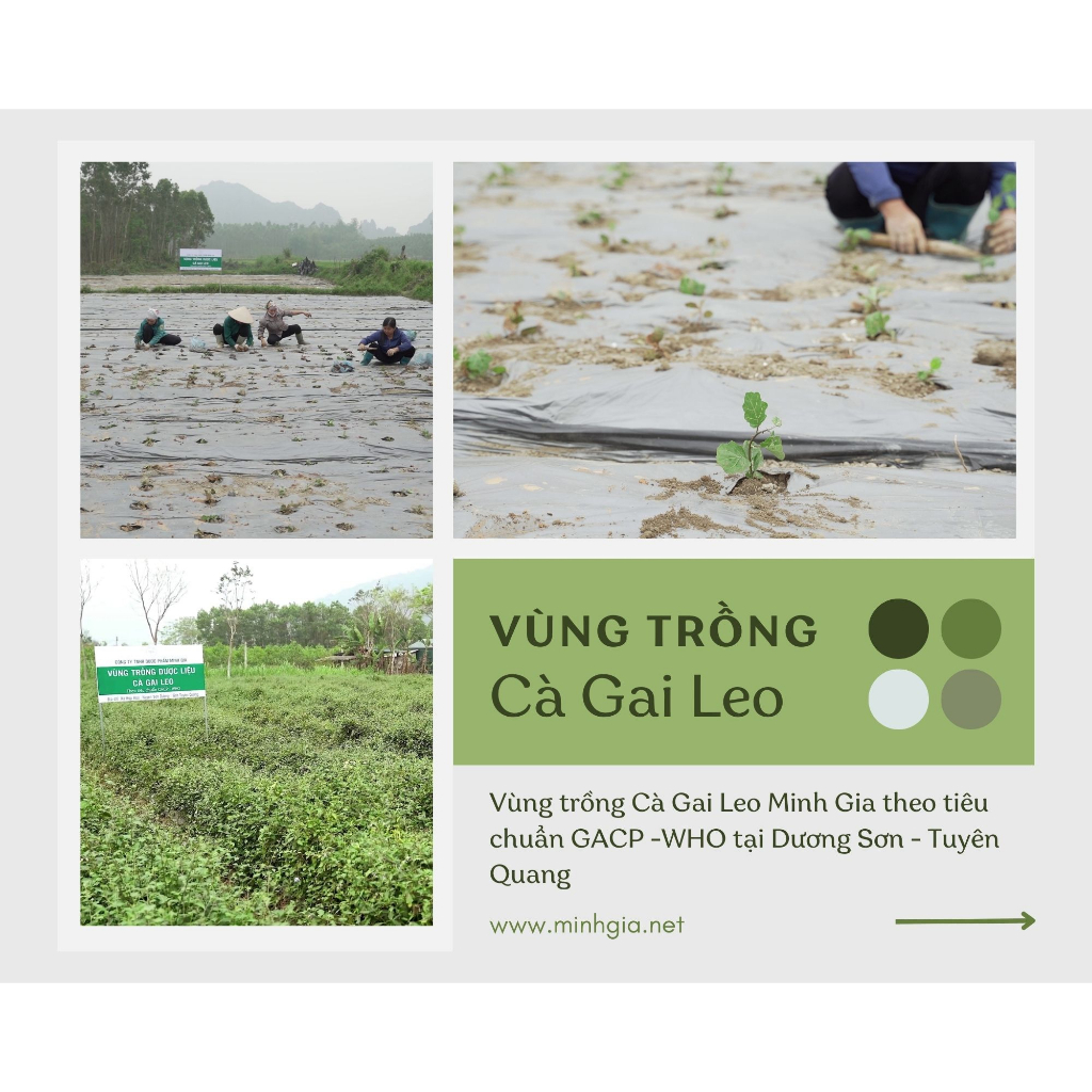 Trà Cà Gai Leo Xạ Đen Minh Gia Hộp 30 Gói Mát Gan Thải Độc