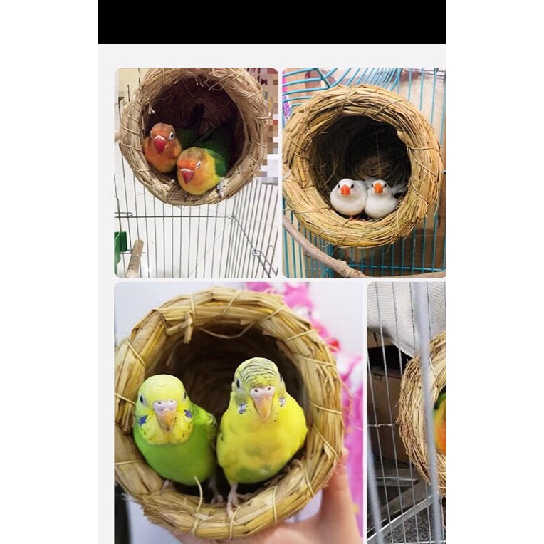 Tổ đẻ tre cho chim manh manh, sắc nhật,..