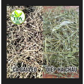 Combo 1kg Cà gai leo + 1kg Diệp hạ châu sấy khô tốt cho gan - Hàng công ty Thảo Dược Việt