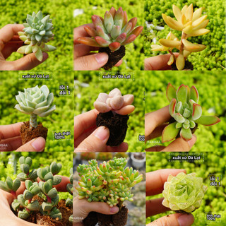 Combo sen đá 14 cây, 21 cây sen đá size mini 2-4cm nhiều cây khác loại, vườn sen đá pandaa garden