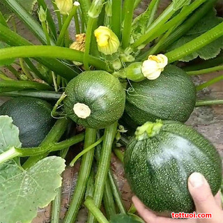 Hạt giống bí ngòi tròn sai trái 1gr