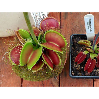 cây bẫy kẹp B52, dionaea B52