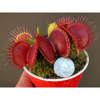 Cây bẫy kẹp b52, dionaea b52