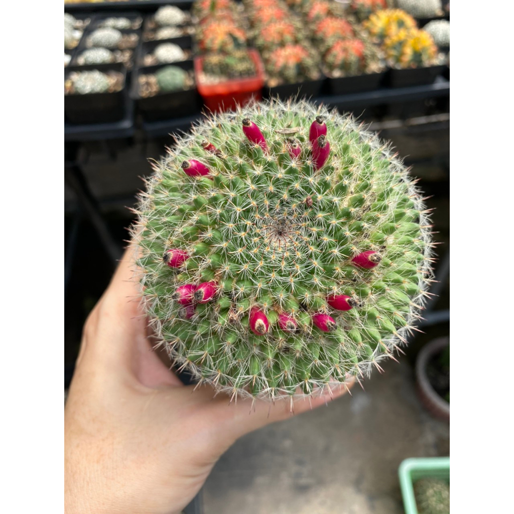 Xương rồng bánh sinh nhật đủ size. Giao cây ngẫu nhiên, có thể có hoa hoặc không có hoa.Ib để được chọn cây