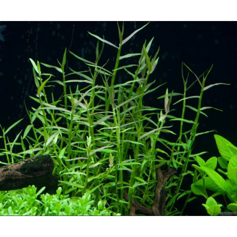 CÂY LÁ TRE 10 CÂY