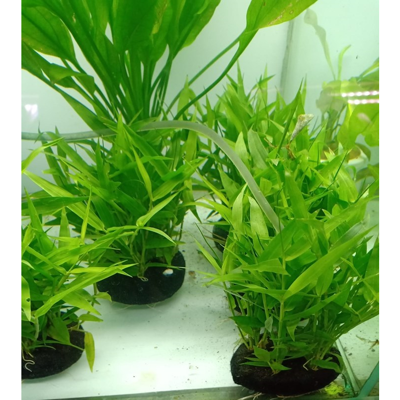 CÂY LÁ TRE 10 CÂY