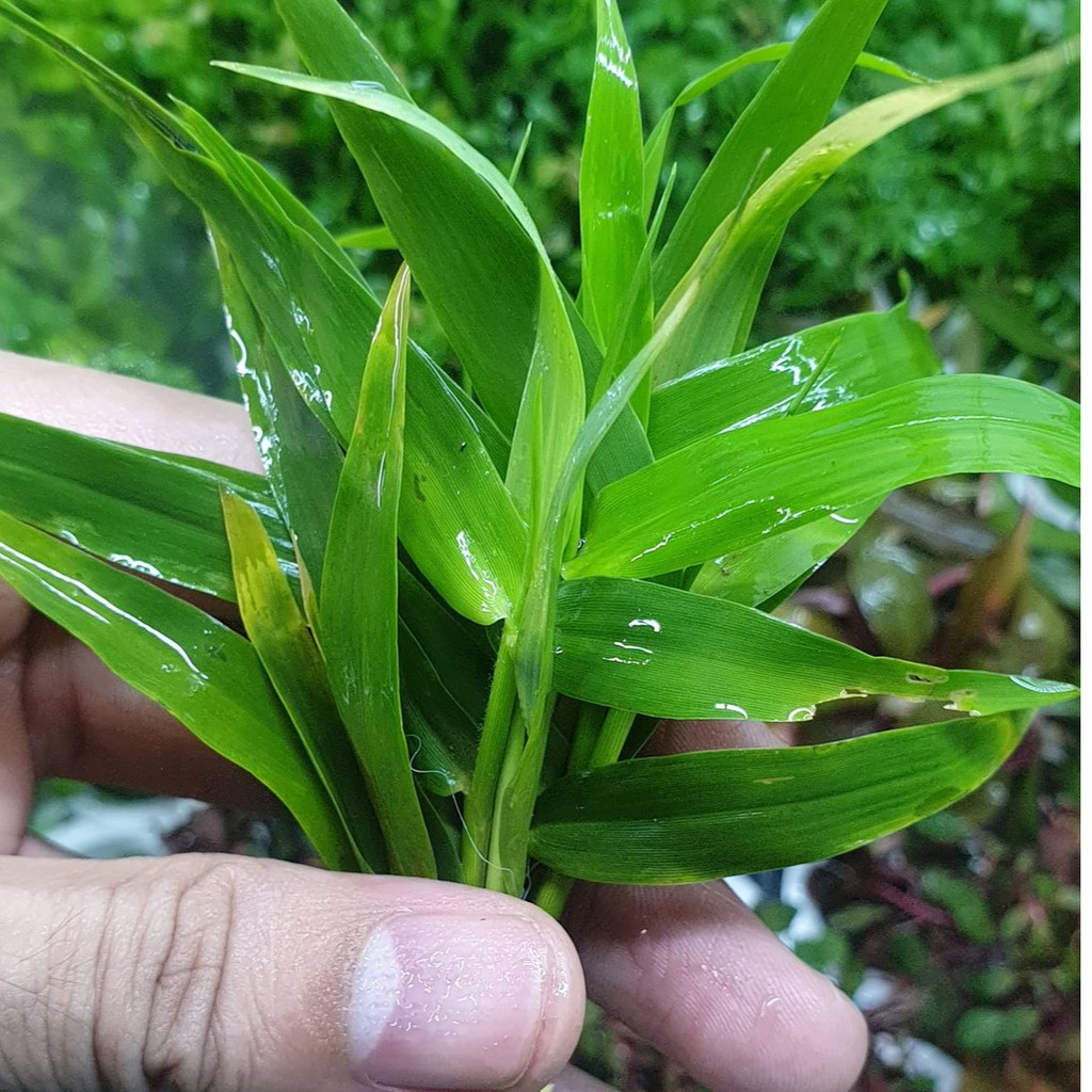 CÂY LÁ TRE 10 CÂY