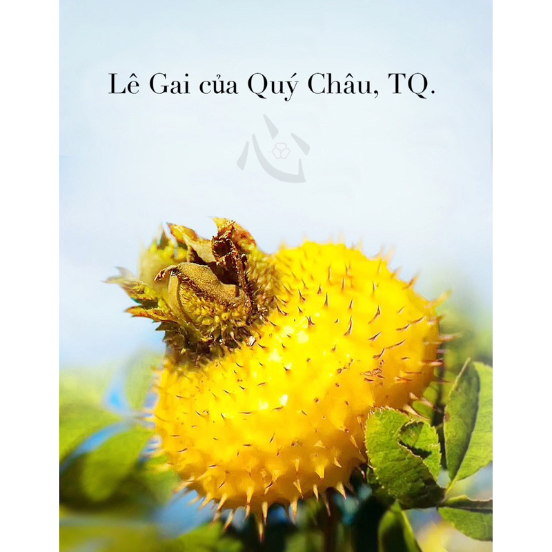 Lê gai khô/ Trà Lê gai/ Vua vitamin C