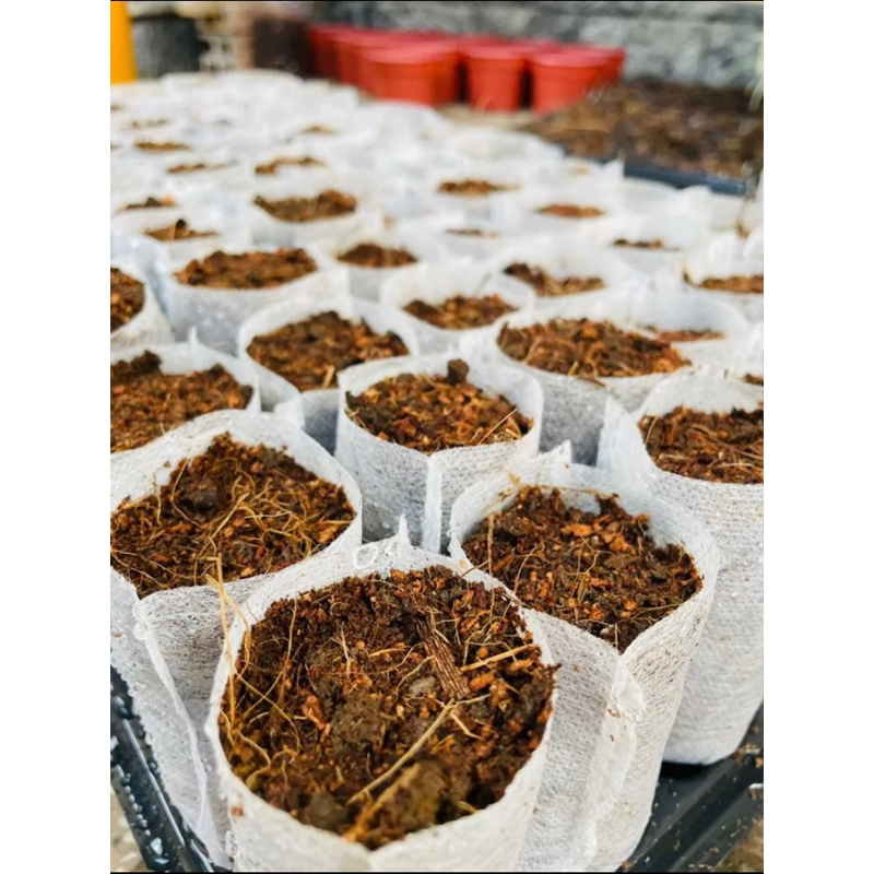 100 Túi vải ươm cây tự huỷ nhiều kích thước