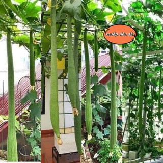 1gr mướp hương siêu dài thái lan  💥SALE LỚN💥 chất lượng cao
