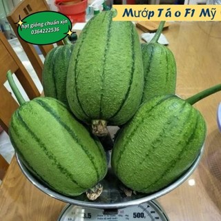 5H hạt giống mướp táo tròn f1 nhập Mỹ chất lượng cao 🍄🤗 SIÊU NẢY MẦM🤗🌹 năng suất cao