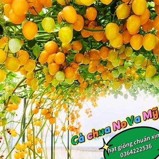 hạt giống cà chua NoVa vàng  Mỹ 💞💞Thơm Ngon💞💞 nảy mầm cực đỉnh