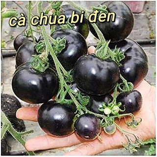 Hạt Giống Cà Chua Đen F1 💖 NẢY MẦM CỰC ĐỈNH💖 chất lượng cao