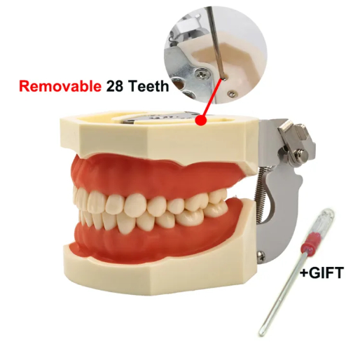 Mô Hình Thực Hành Mài Cùi Nha Khoa Phục Hình - Tháo Lắp Tiện Dụng 28 Chiếc Răng