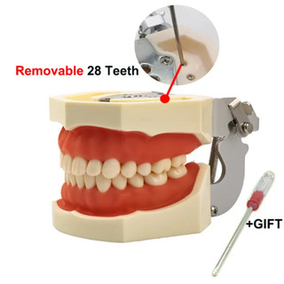 Mô Hình Thực Hành Mài Cùi Nha Khoa Phục Hình - Tháo Lắp Tiện Dụng 28 Chiếc Răng