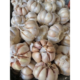 Tỏi Củ to nhiều nhánh 100g