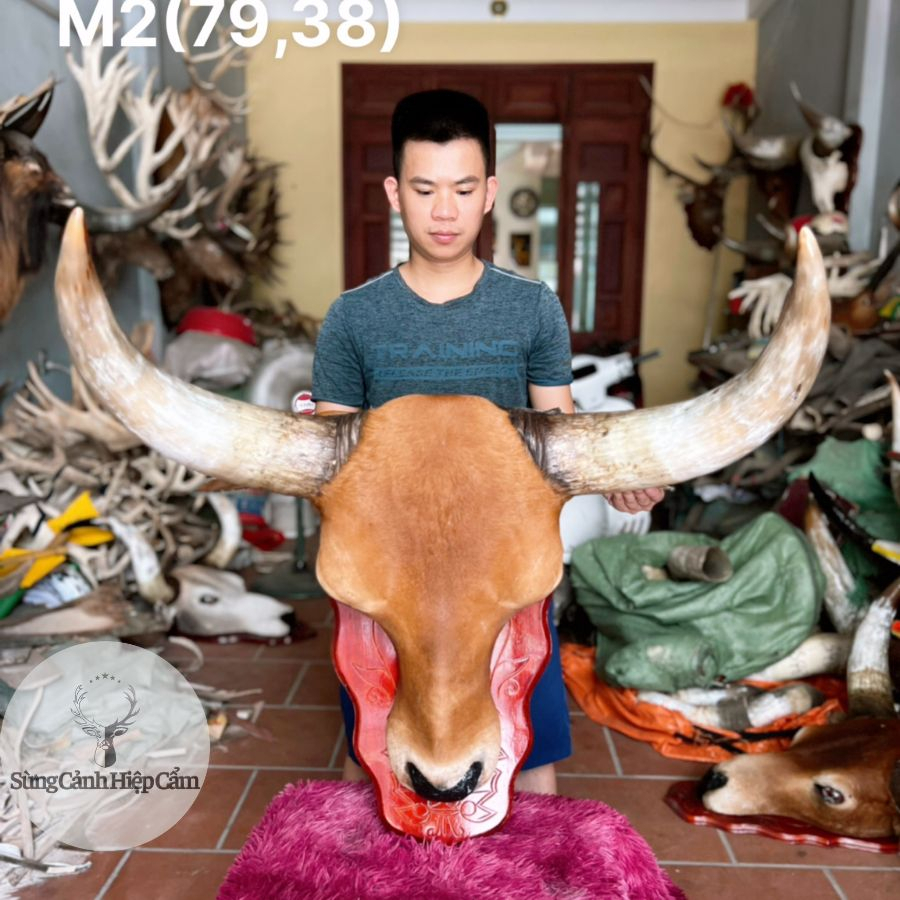 Đầu Bò Treo Tường