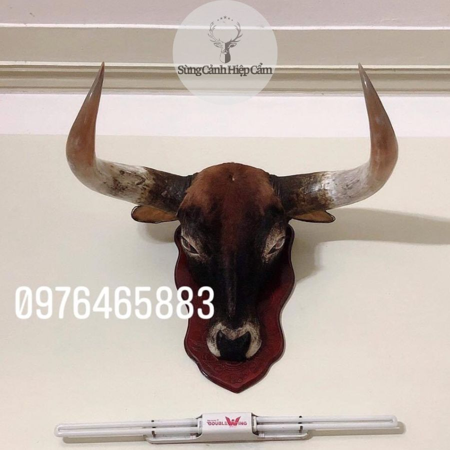 Đầu Bò Treo Tường
