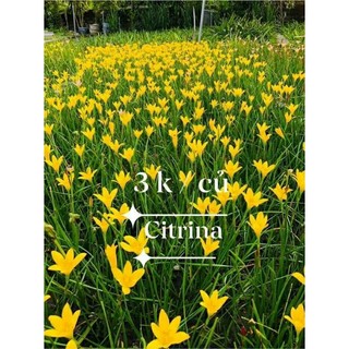 Củ huệ mưa vàng Citrina (củ mẹ to)