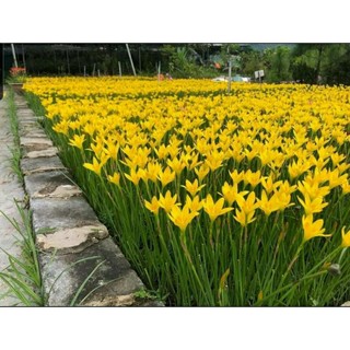 Củ huệ mưa vàng Citrina (củ mẹ to)