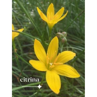 Củ huệ mưa vàng Citrina (củ mẹ to)