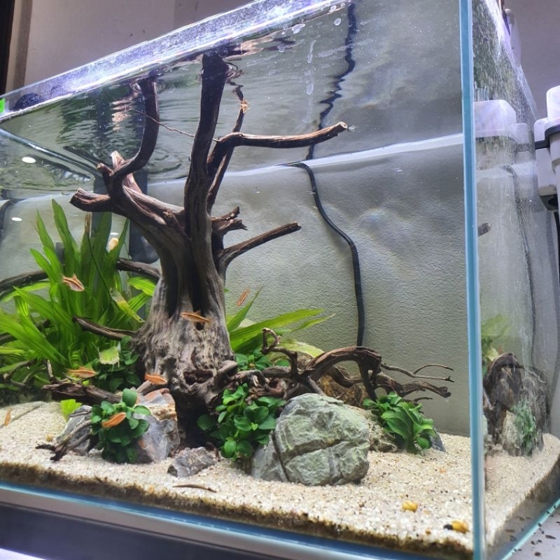 Bể cá siêu trong chữ nhật 40x25x28  CM - kính siêu trong siêu đẹp