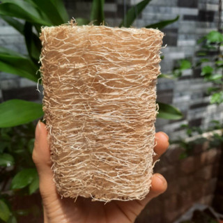 Xơ mướp tự nhiên, bông tắm xơ mướp, rửa chén xơ mướp dài khoảng 10cm