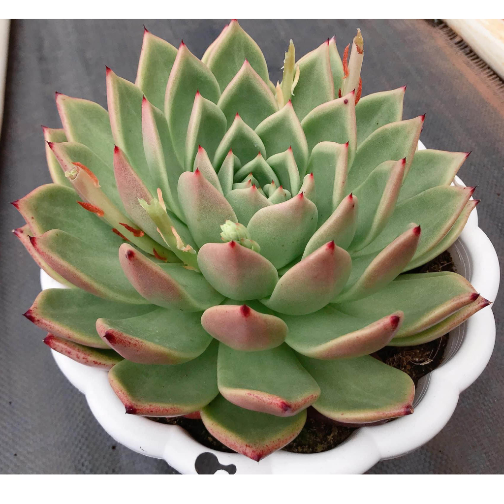 COMBO 6 cây sen đá tô size lớn 12-15cm |Sen đá nở đã thuần mọi khí hậu
