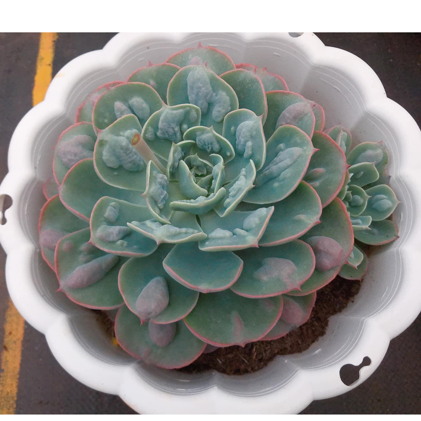 COMBO 6 cây sen đá tô size lớn 12-15cm |Sen đá nở đã thuần mọi khí hậu