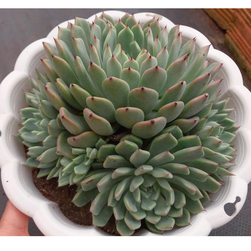 COMBO 6 cây sen đá tô size lớn 12-15cm |Sen đá nở đã thuần mọi khí hậu