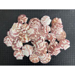 Vỏ sò điệp sọc 100gr