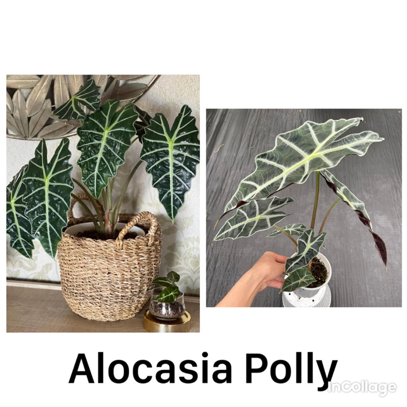 Môn kiểng: Alocasia Polly - Môn Quan Âm với những phiến lá đầy ấn tượng