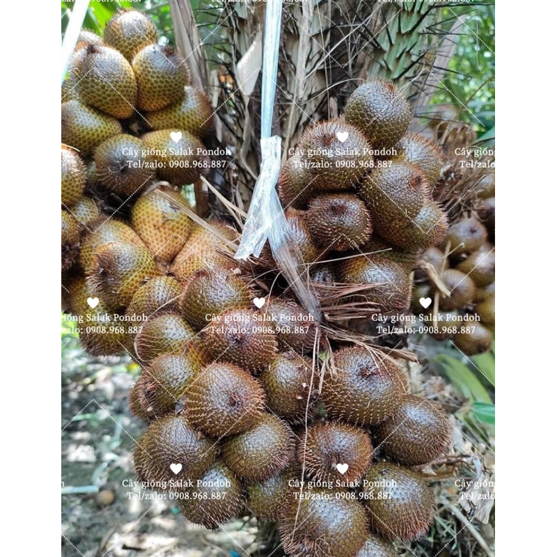 500gr Hạt giống mây indonesia