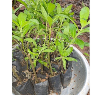 Cây giống cúc tần