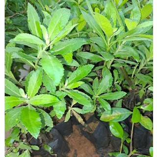 cây giống cúc tần ( cây từ bi)
