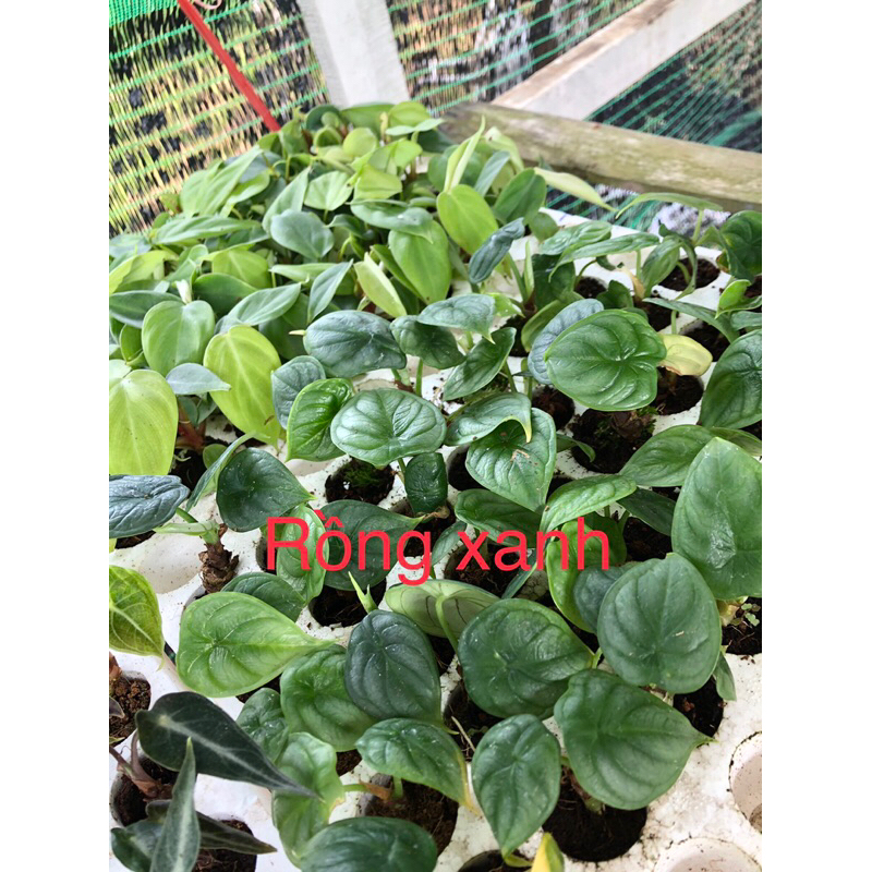 Kiểng lá/ cây trong nhà/ cây Alocasia Dragon Scale