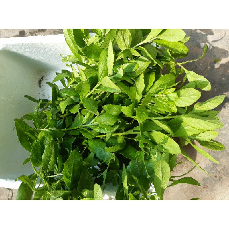 1kg lá cây cúc tần /từ bi tươi đặt mới thu hái