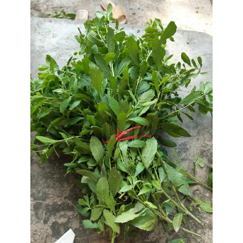 1kg lá cây cúc tần /từ bi tươi đặt mới thu hái