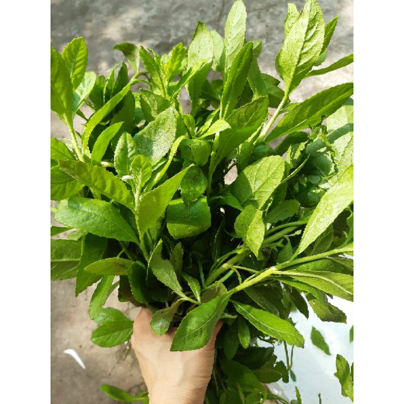 1kg lá cây cúc tần /từ bi tươi đặt mới thu hái