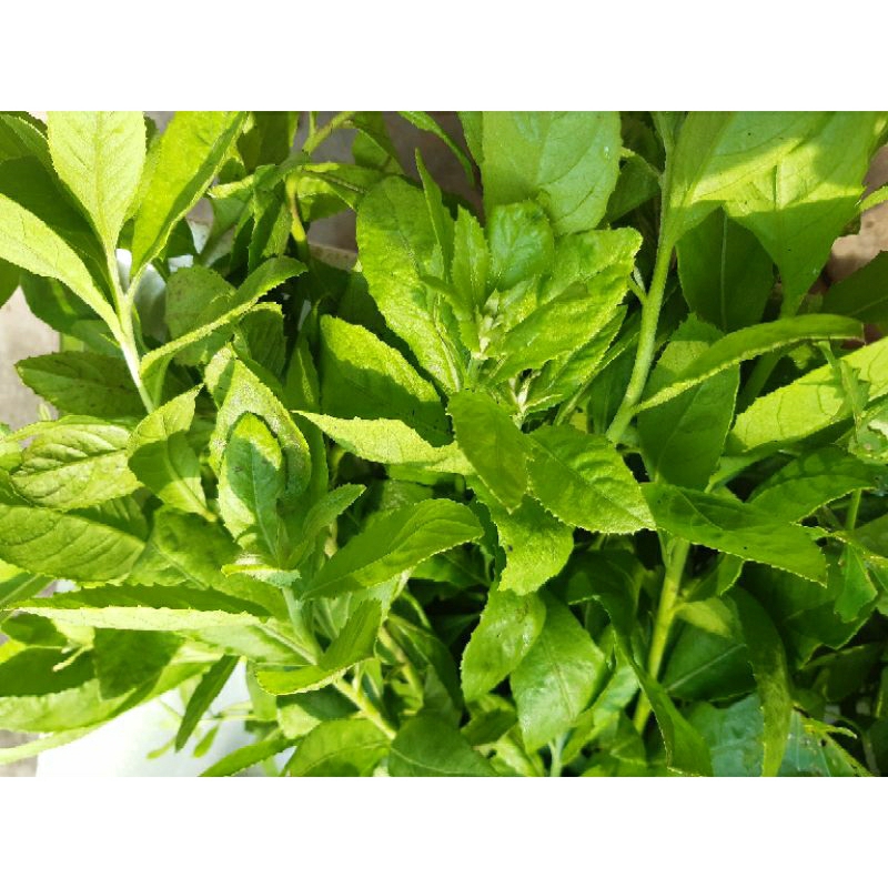 1kg lá cây cúc tần /từ bi tươi đặt mới thu hái