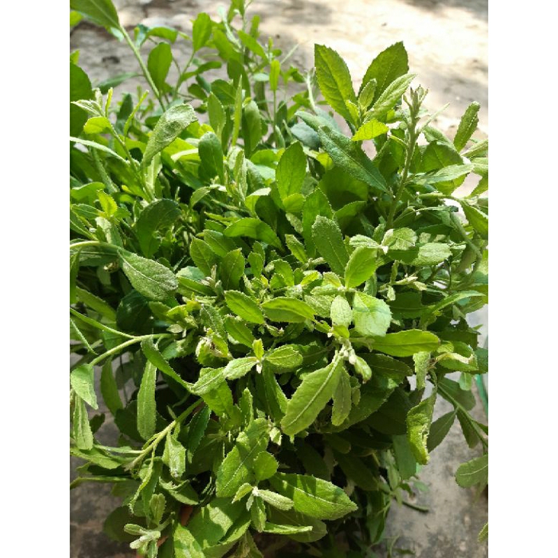 1kg lá cây cúc tần /từ bi tươi đặt mới thu hái