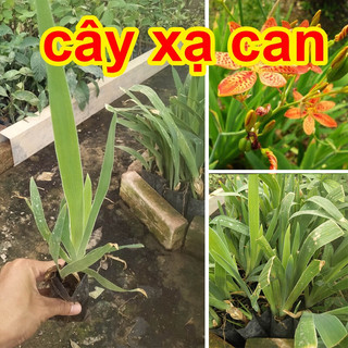 Cây xạ can , lan rẻ quạt