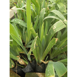 CÂY XẠ CAN , lan rẻ quạt( cây dược liệu)