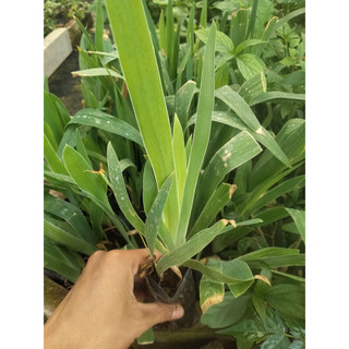 CÂY XẠ CAN , lan rẻ quạt( cây dược liệu)