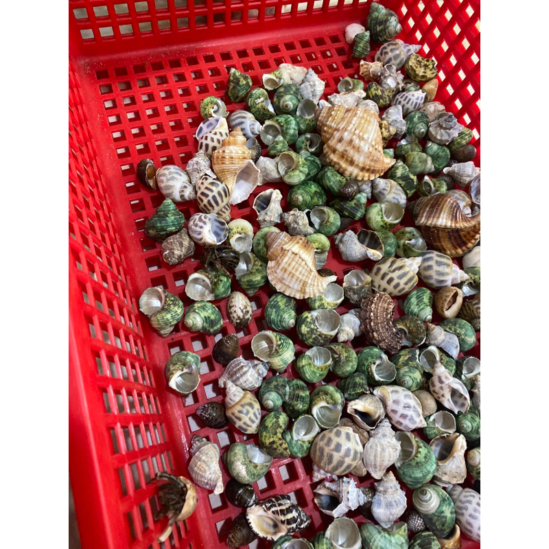 Vỏ Ốc Mặt Trăng