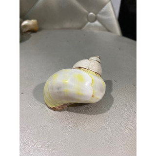 Vỏ cừ sữa