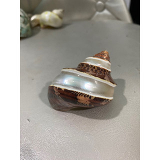 Vỏ xà cừ