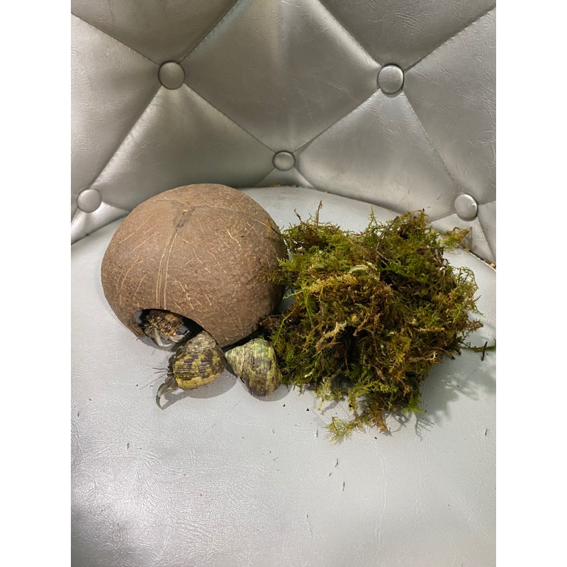 Combo 3 rugos + Hang trú + Rêu (50g)