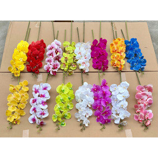 Hoa lan giả,lan hồ điệp 9b casu thân thường