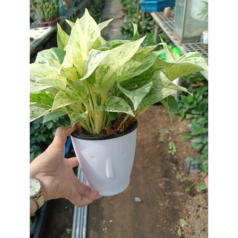 Trầu bà mablequeen thủy sinh